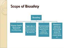 Biosafety Of Gmos And The Role Of Entomologists