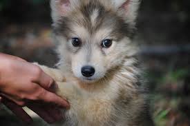 Join millions of people using oodle to find puppies for adoption, dog and puppy listings, and other pets adoption. Pin On For The Love Of Animals