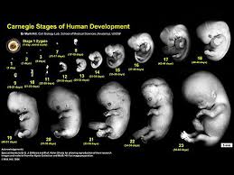 Alos 5 Meses De Embarazo Como Esta El Bebe Consejos De Bebe