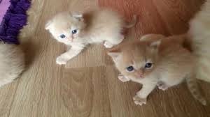 Yavru Kediler Yuruyor Evde Kedi Bakimi Youtube