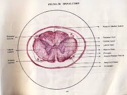 Here presented 44+ backbone drawing images for free to download, print or share. Spinal Cord Histology Of Spinal Cord The Spinal
