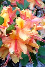 Buy Tallulah Sunrise Native Azalea Rhododendron For Sale Online From Wilson Bros Gardens Lily Plants Azaleas Trees To Plant