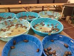 Box turtles are popular pets, but what is a box turtle? This Is Where Petsmart Gets Its Animals And It S Not Pretty The Dodo