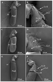 Image result for Terminalia trichopoda