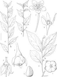 Image result for Andrachne ovalis