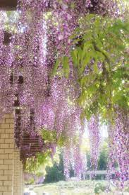 Wisteria At Jindai Botanical Gardens Tokyo Dream Garden Beautiful Gardens Wisteria Tree