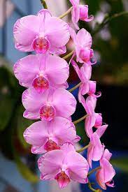 Phalaenopsis Meddy Arrow Beautiful Flowers Flower Seeds Unusual Flowers