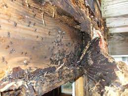 With over 64 years of experience dealing with pests in the west tennessee area, we'll provide you with only the best pest control products and advanced treatments for your home or. Termites Eastern Termite Pest Services