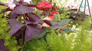 Free shipping on qualified orders. 17 Rare Indoor Plants In India Best Indoor Plants In India Stylish Indoorplants For Air Purification Youtube