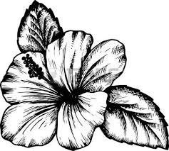 Resultat De Recherche D Images Pour Dessin De Fleur Dessin De Fleur Fleurs Hibiscus