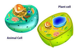 Answers to all these questions and many more interesting facts about the activity of the golgi apparatus in secretory cells is very high. Cell Parts And Functions Biology Dictionary