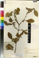 Image result for Anisotes