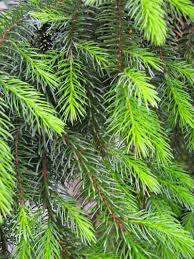We did not find results for: The Weeping Serbian Spruce Matthew Gallaway