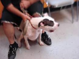 Adopt Penelope On Petfinder American Pitbull Terrier Pitbull Terrier Pitbulls
