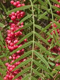 Image result for Schinus molle