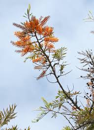 Image result for Grevillea robusta