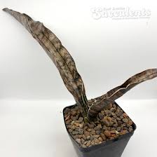 Image result for Huernia kirkii