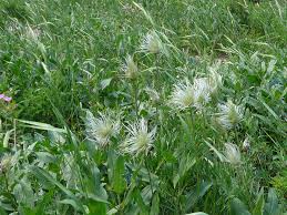 Image result for Clematis hirsuta