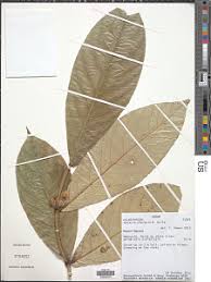 Image result for Salacia rhodesiaca