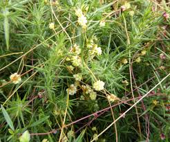 Phl105 8 phlox paniculata flame purple #1 upright phlox $14.99 phl106 1 phlox pan. Home Jeremy Bartlett S Let It Grow Blog