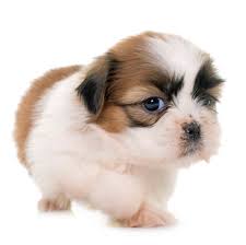 However, feeding them isn't easy, especially when they're puppies, as they don't respond well to just any food you decide to plop down in front of them. Best Dog Puppy Food For Shih Tzu In 2021 Goodpuppyfood