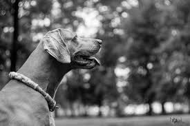 Image result for výmarský krátkosrstý ohař