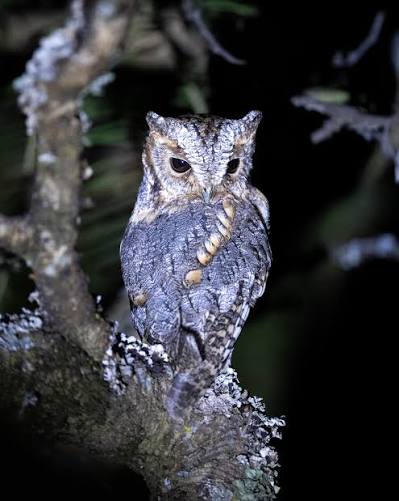 🇲🇽 Tecolote ojos oscuros 🇺🇸 Flammulated Owl 🔍 Psiloscops flammeolus 🇲🇽 Un habitante diminuto de los bosques de pino-encino, donde su coloración rojiza y moteada lo vuelve casi imposible de detectar. De