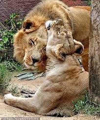 Inseperable Lions Hubert And Kalisa Are Put Down Together At La Zoo Majestic Animals African Lion Lions