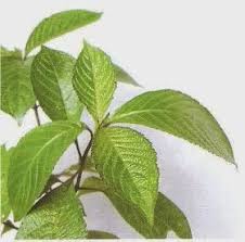 Ngokilo Daun Pecah Kaca Biji Keling Manfaat Khasiat Cara Mengolah Pengolahan Kesehatan Tanaman Obat Tanaman Semak Tanaman