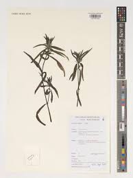 Image result for Pogonospermum divaricatum