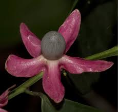 Image result for Heisteria