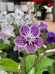 Image result for Streptocarpus kamerunensis