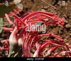 Image result for Plicosepalus kalachariensis