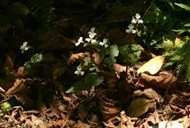 Image result for Disperis virginalis