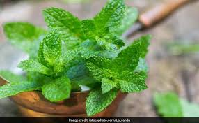 What do your readers think?any and all enlightenment appreciated. Pudina For Weight Loss How To Eat Mint Pudina Leaves To Cut Belly Fat