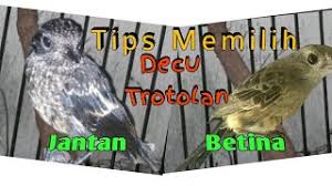 Decu merupakan salah satu jenis burung yang cukup popoler di kalangan kicau mania. Perbedaan Jantan Dan Betina Decu Kembang Karakteristik Cute766