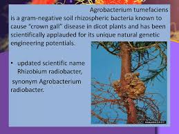 Image result for Rhizobium radiobacter, syn. Agrobacterium tumefaciens
