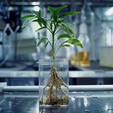 Image result for Fadogia arenicola