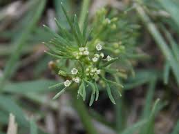 Image result for Apium leptophyllum