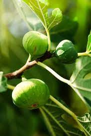 Probably the most important thing to consider is the site conditions in your yard. The Best Fruit Trees For The Pacific Northwest Progardentips