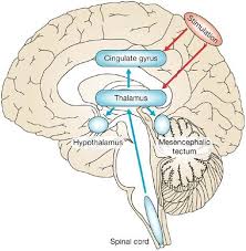 Image result for Thalamic Stimulation