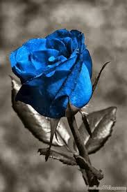 A Thing Of Beauty Blue Rose Tattoos Blue Roses Black Rose Meaning