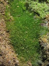 Image result for Crepidomanes