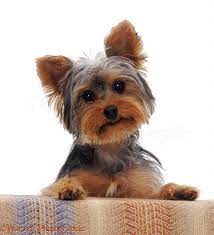 Dog Yorkshire Terrier Pup With Its Paws Up Photo Wp08108