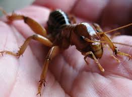 Image result for Stenostelma