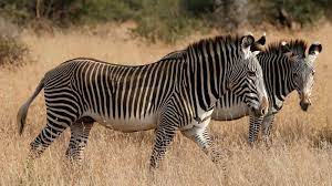The black zebra midge is as about as basic as it gets when it comes to fly tying. Why Zebras Have Black And White Stripes Quartz