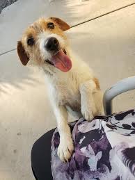 The Pregnant Jack Russell Terriers Mclaughlin S Kennel Facebook