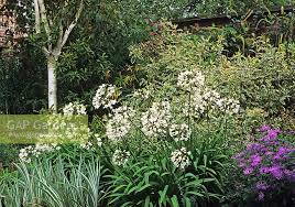 Image result for Agapanthus campanulatus