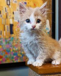Epingle Sur Animals
