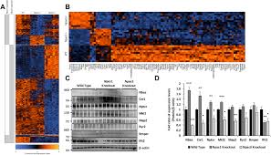 You can also use our free templates as google slides themes. Neuronal Pas Domain Proteins 1 And 3 Are Master Regulators Of Neuropsychiatric Risk Genes Biological Psychiatry